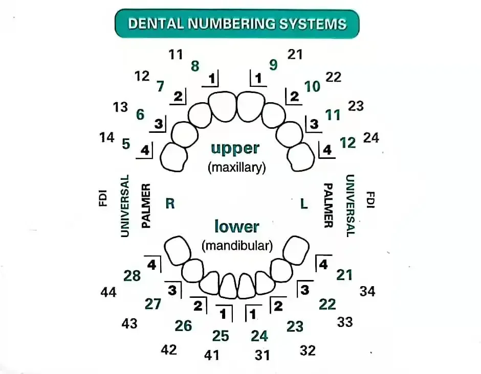 قوالب أسنان للاستخدام مع قشور  - مراجعة Teeth Whitening Moulds وسعره