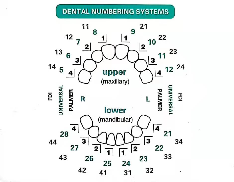 32 قطعة/المجموعة الأسنان القشر - مراجعة Teeth Whitening Moulds وسعره